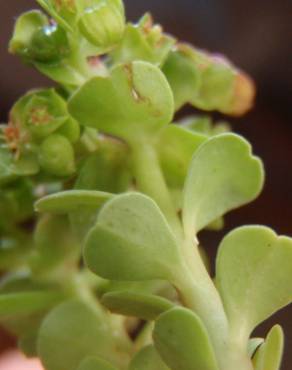 Fotografia 6 da espécie Euphorbia peplus var. peploides no Jardim Botânico UTAD