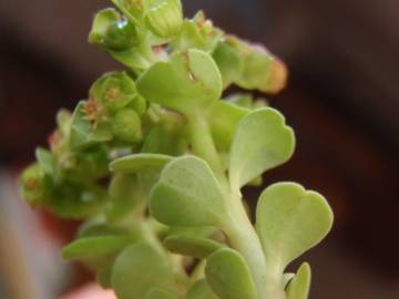 Fotografia da espécie Euphorbia peplus var. peploides