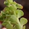 Fotografia 6 da espécie Euphorbia peplus var. peploides do Jardim Botânico UTAD