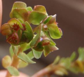 Fotografia da espécie Euphorbia peplus var. peploides