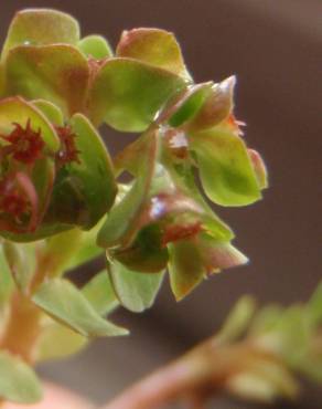 Fotografia 7 da espécie Euphorbia peplus var. peploides no Jardim Botânico UTAD