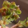 Fotografia 7 da espécie Euphorbia peplus var. peploides do Jardim Botânico UTAD