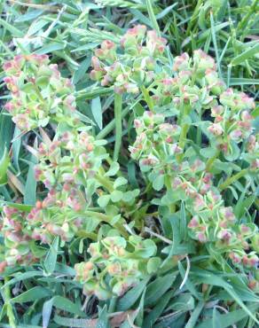 Fotografia 8 da espécie Euphorbia peplus var. peploides no Jardim Botânico UTAD