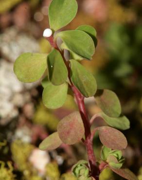 Fotografia 9 da espécie Euphorbia peplus var. peploides no Jardim Botânico UTAD
