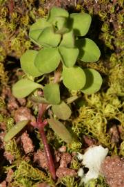 Fotografia da espécie Euphorbia peplus var. peploides