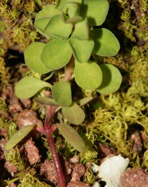 Fotografia 10 da espécie Euphorbia peplus var. peploides no Jardim Botânico UTAD
