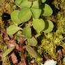 Fotografia 10 da espécie Euphorbia peplus var. peploides do Jardim Botânico UTAD