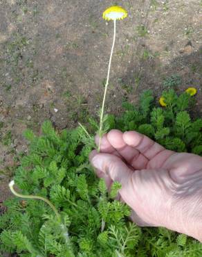Fotografia 6 da espécie Cotula lineariloba no Jardim Botânico UTAD