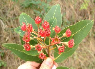 Fotografia da espécie Corymbia ficifolia