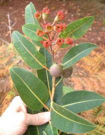 Fotografia da espécie Corymbia ficifolia