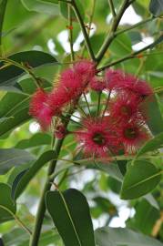 Fotografia da espécie Corymbia ficifolia