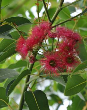 Fotografia 18 da espécie Corymbia ficifolia no Jardim Botânico UTAD