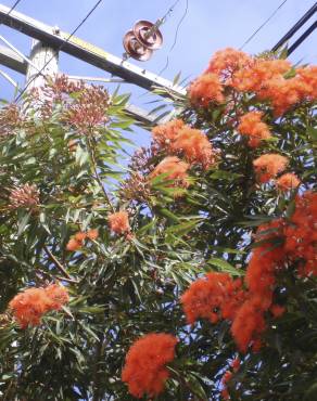 Fotografia 19 da espécie Corymbia ficifolia no Jardim Botânico UTAD