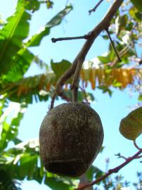 Fotografia da espécie Corymbia ficifolia