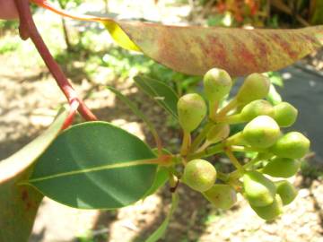 Fotografia da espécie Corymbia ficifolia