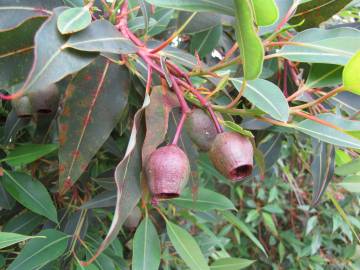 Fotografia da espécie Corymbia ficifolia