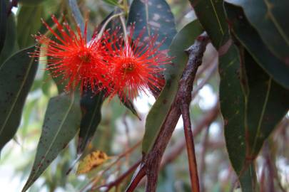 Fotografia da espécie Corymbia ficifolia