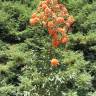 Fotografia 24 da espécie Corymbia ficifolia do Jardim Botânico UTAD