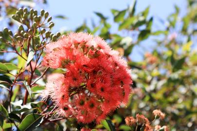 Fotografia da espécie Corymbia ficifolia