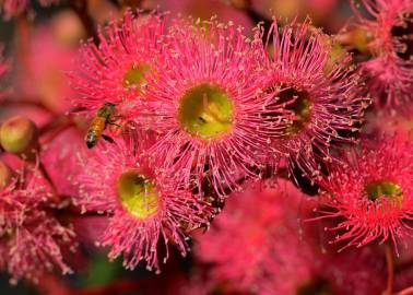 Fotografia da espécie Corymbia ficifolia