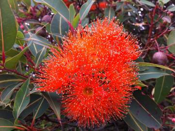 Fotografia da espécie Corymbia ficifolia