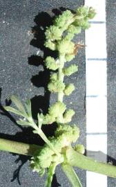 Fotografia da espécie Lepidium coronopus