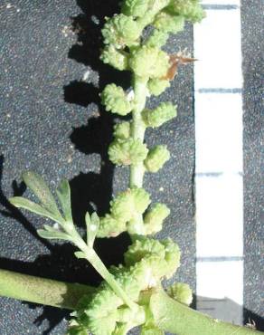 Fotografia 6 da espécie Lepidium coronopus no Jardim Botânico UTAD