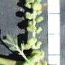 Fotografia 6 da espécie Lepidium coronopus do Jardim Botânico UTAD