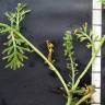 Fotografia 7 da espécie Lepidium coronopus do Jardim Botânico UTAD