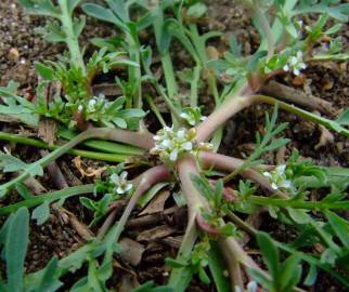 Fotografia da espécie Lepidium coronopus