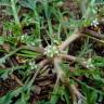 Fotografia 9 da espécie Lepidium coronopus do Jardim Botânico UTAD
