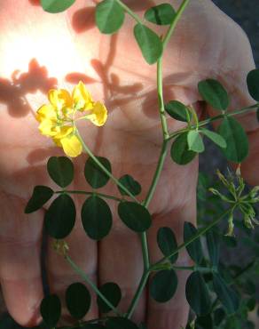 Fotografia 13 da espécie Coronilla glauca no Jardim Botânico UTAD