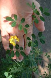 Fotografia da espécie Coronilla glauca