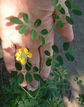 Fotografia 14 da espécie Coronilla glauca no Jardim Botânico UTAD