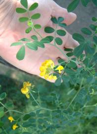 Fotografia da espécie Coronilla glauca