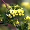 Fotografia 16 da espécie Coronilla glauca do Jardim Botânico UTAD