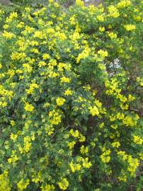 Fotografia da espécie Coronilla glauca