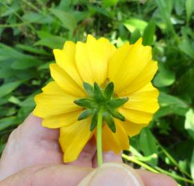 Fotografia da espécie Coreopsis lanceolata