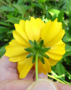 Fotografia 16 da espécie Coreopsis lanceolata no Jardim Botânico UTAD