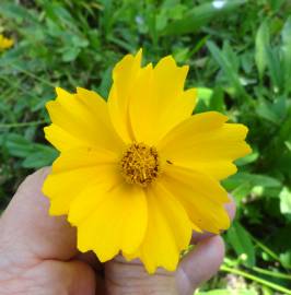 Fotografia da espécie Coreopsis lanceolata