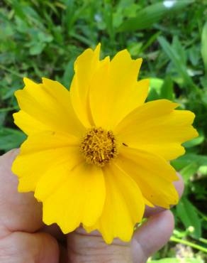 Fotografia 17 da espécie Coreopsis lanceolata no Jardim Botânico UTAD