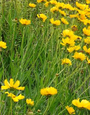 Fotografia 19 da espécie Coreopsis lanceolata no Jardim Botânico UTAD