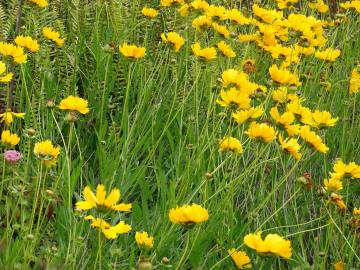 Fotografia da espécie Coreopsis lanceolata