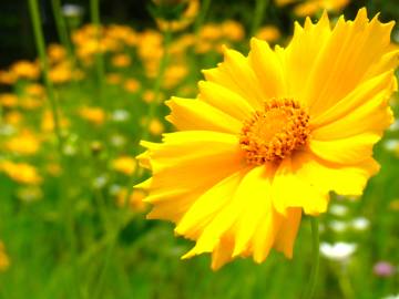 Fotografia da espécie Coreopsis lanceolata