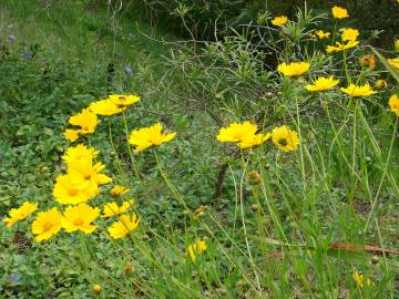 Fotografia da espécie Coreopsis lanceolata