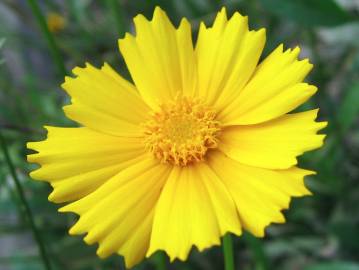 Fotografia da espécie Coreopsis lanceolata