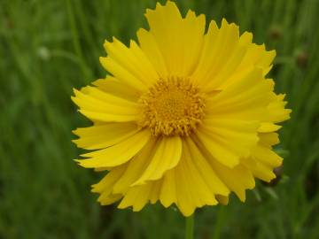 Fotografia da espécie Coreopsis lanceolata