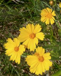 Fotografia da espécie Coreopsis lanceolata