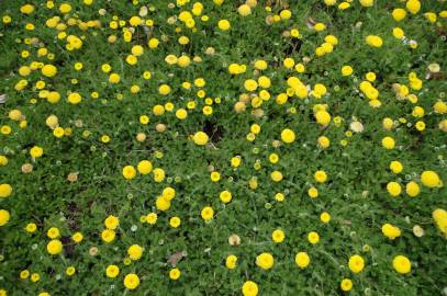 Fotografia da espécie Cotula lineariloba