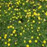 Fotografia 8 da espécie Cotula lineariloba do Jardim Botânico UTAD